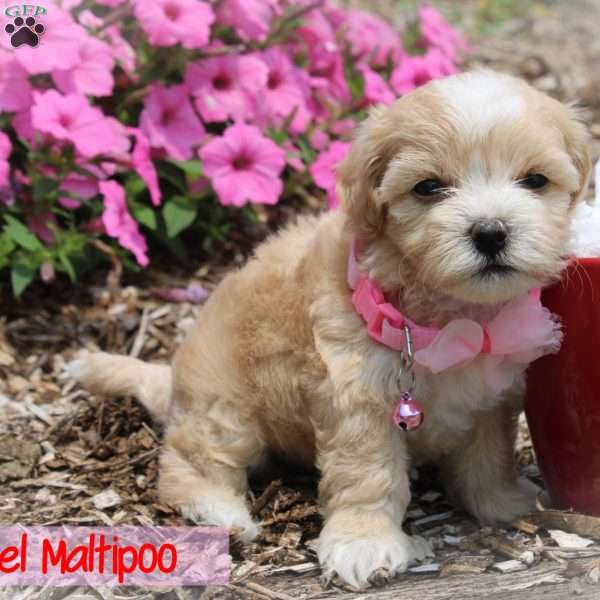 Jewel, Maltipoo Puppy